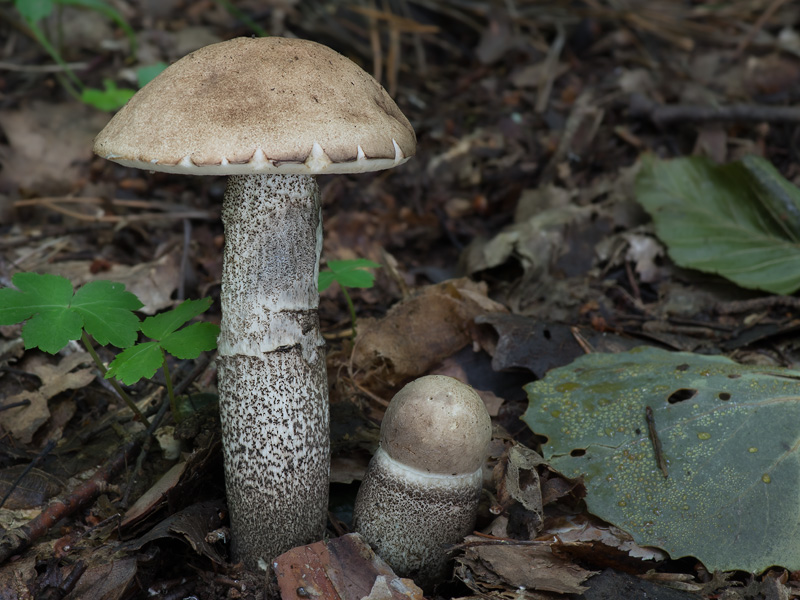 Leccinum duriusculum